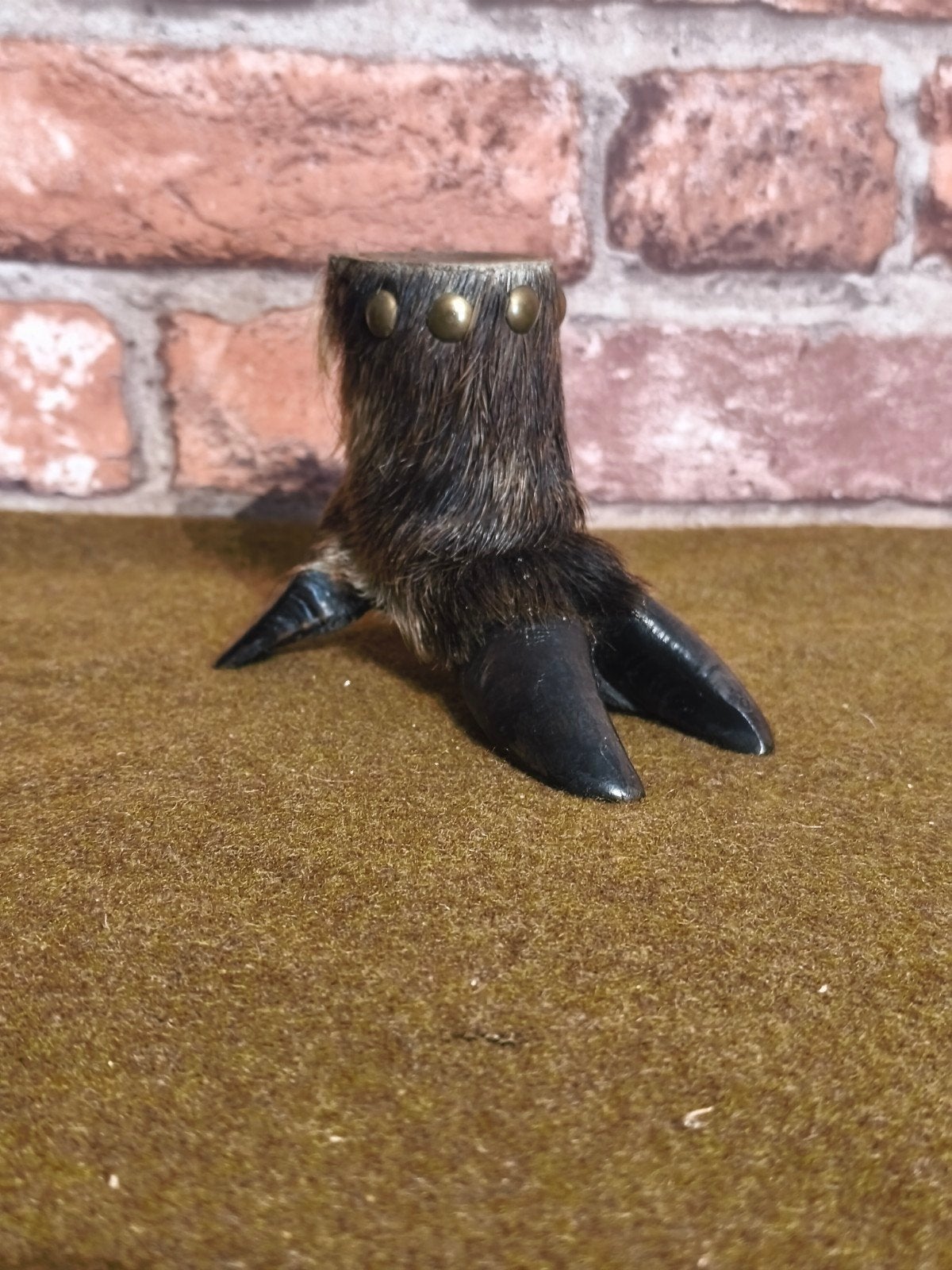curiosités sanglier taxidermie, Enlèvement ou Envoi