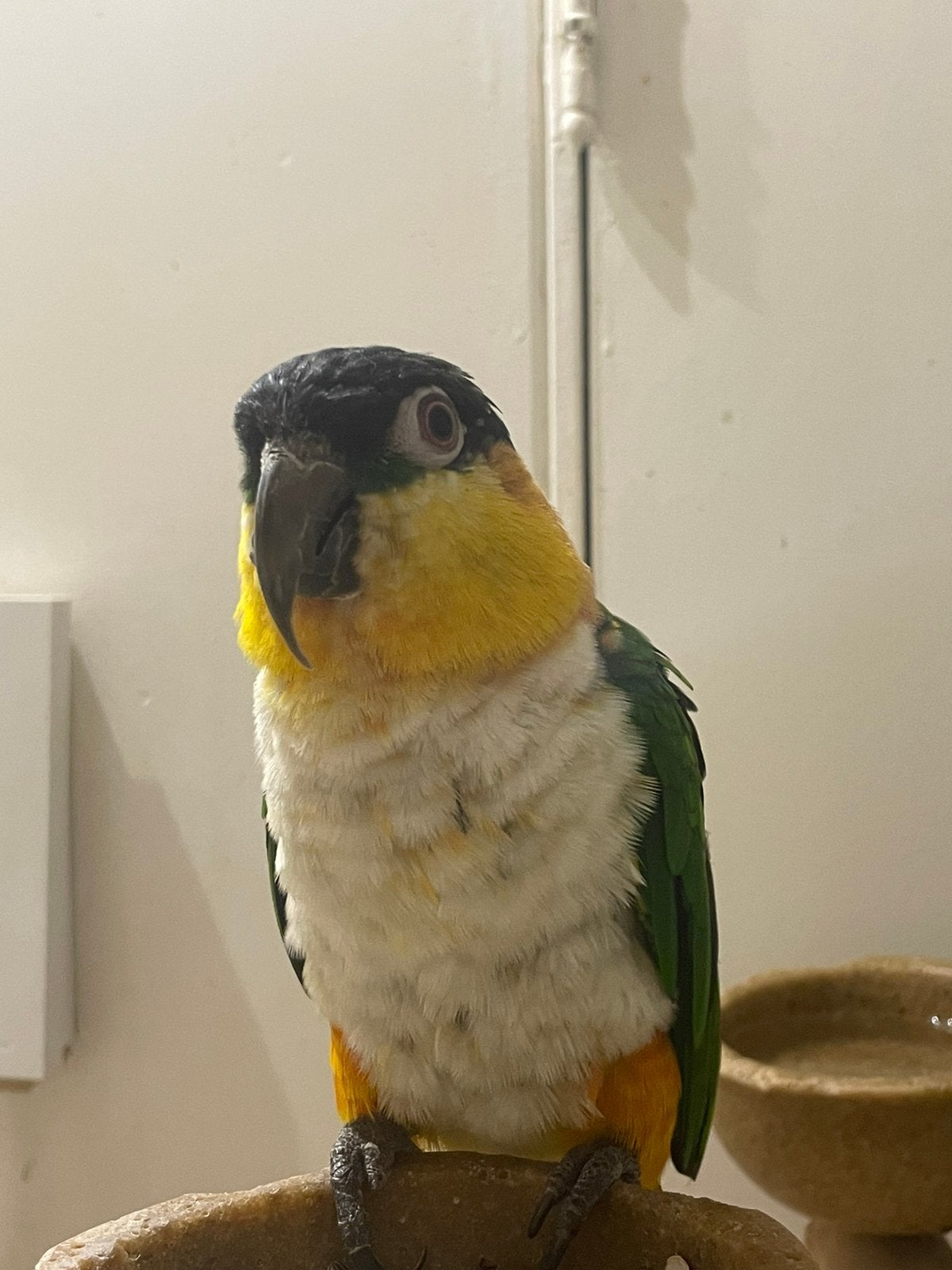 zwartkop caique tam, Mâle, Perroquet, Parleur