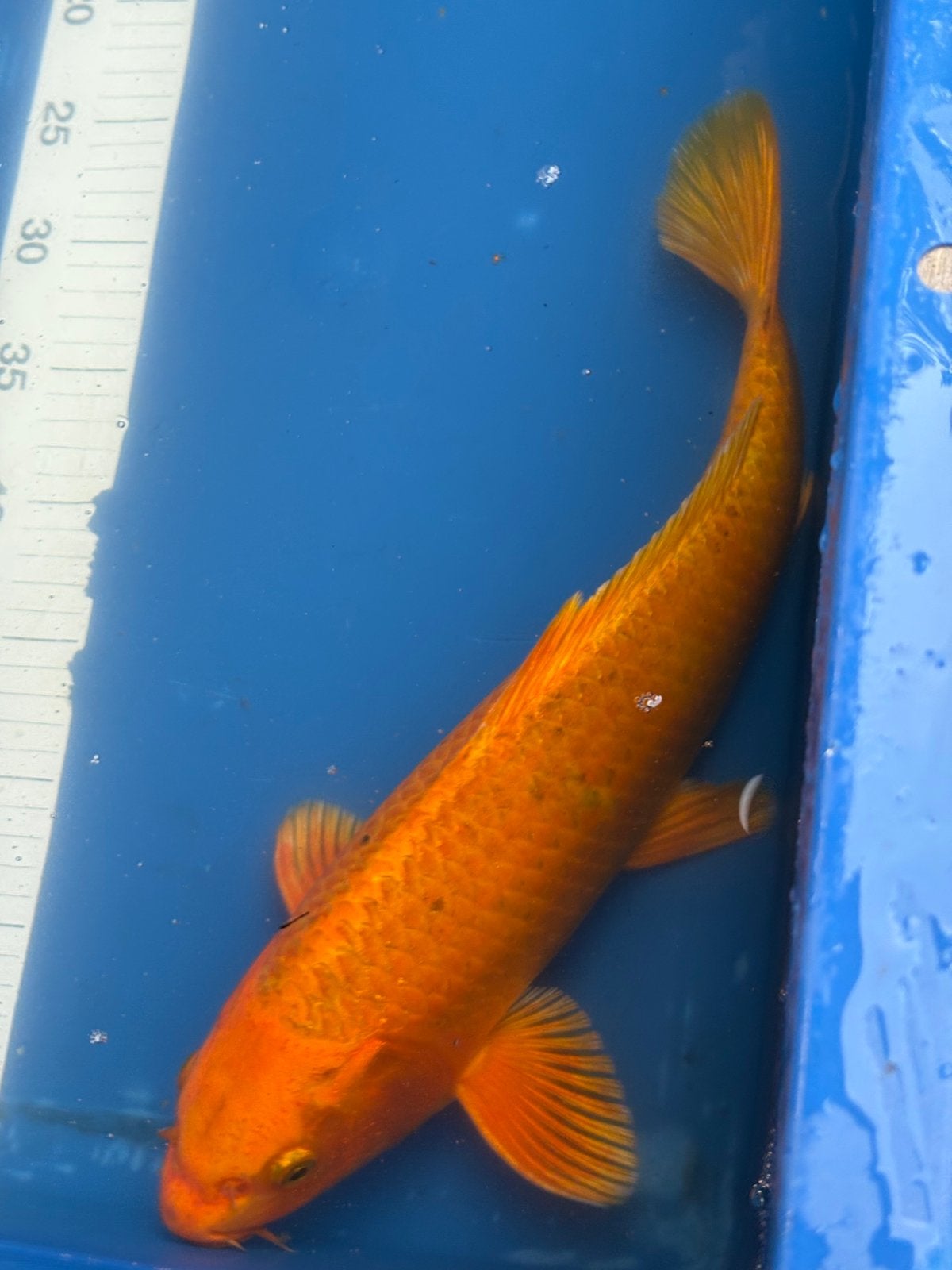 Koi, Dieren en Toebehoren