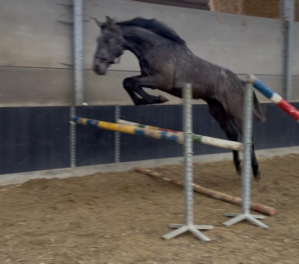 2 jarige hengst, Animaux & Accessoires, Chevaux, Étalon, Avec pedigree, Avec puce électronique, Vermifugé, Vacciné