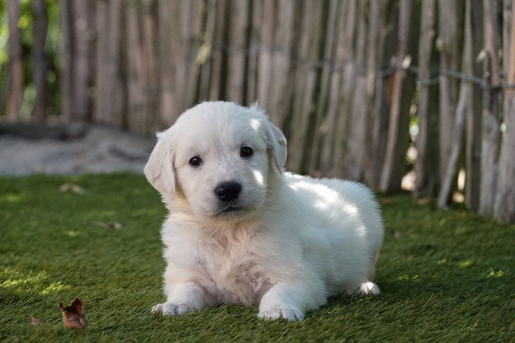 Prachtige Golden Retriever pups, met stamboom, Dieren en Toebehoren, Honden | Retrievers, Spaniëls en Waterhonden, Golden retriever