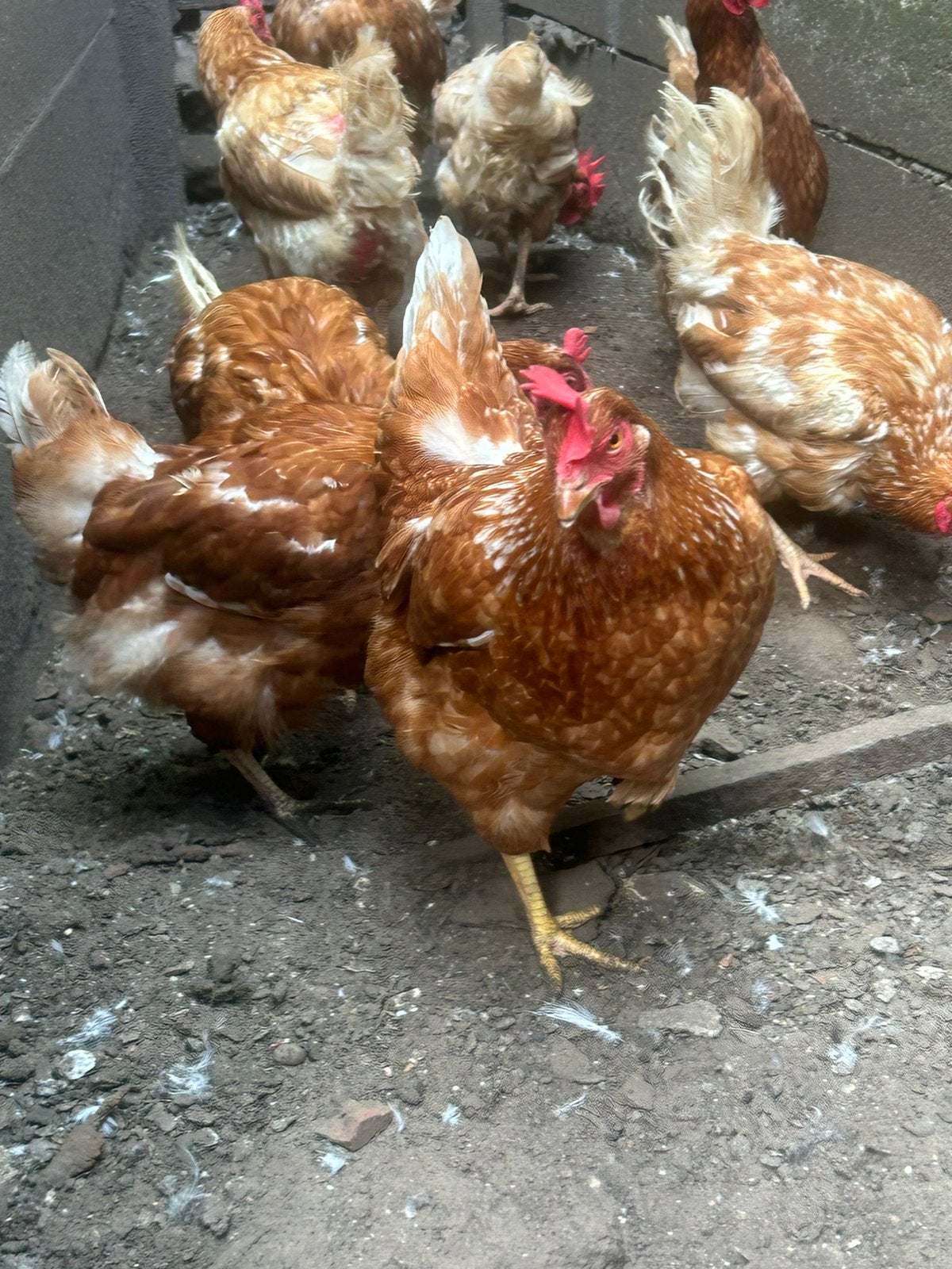 Legkippen, Dieren en Toebehoren