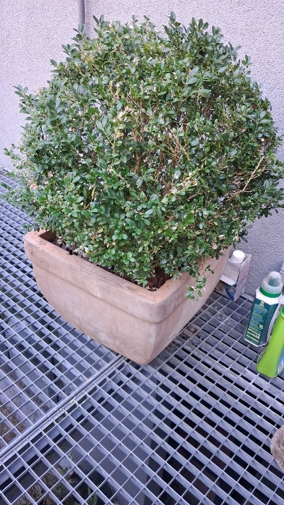 2 Terracottapot van buxus, Tuin en Terras, Ophalen, Gebruikt, 40 cm of meer, Minder dan 40 cm