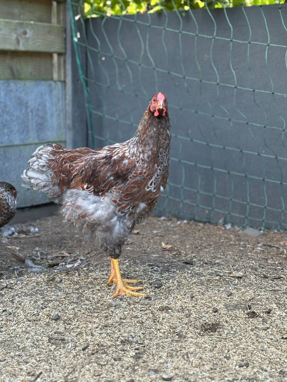 Wyandotte goud blauw gezoomd haan groothoen, Dieren en Toebehoren, Pluimvee
