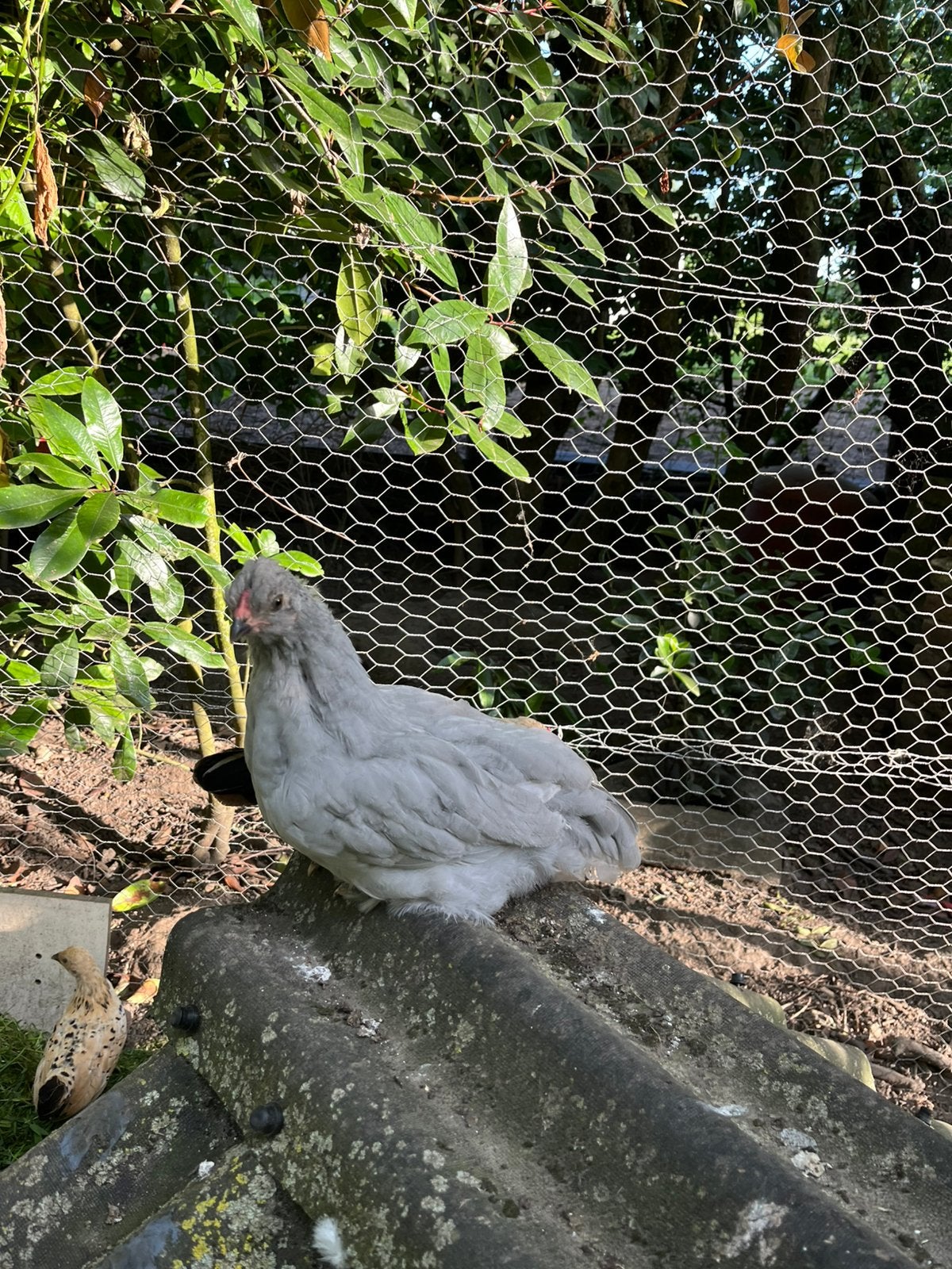 araucana lavendel kip (haan), Dieren en Toebehoren, Mannelijk, Kip