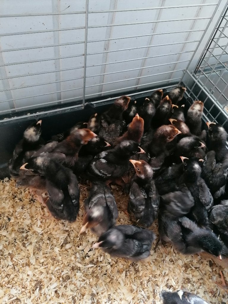 20 derniers poussins de coucous de Malines pour 21 septembre, Sexe inconnu, Poule ou poulet
