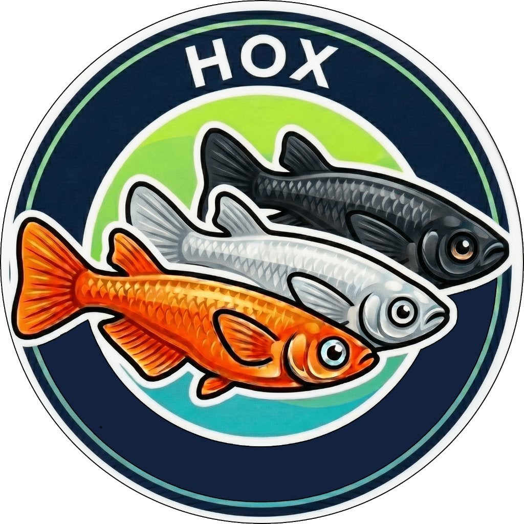 Médaka (Oryzias latipes), Animaux & Accessoires, Poissons | Poissons d'étang, Autres espèces