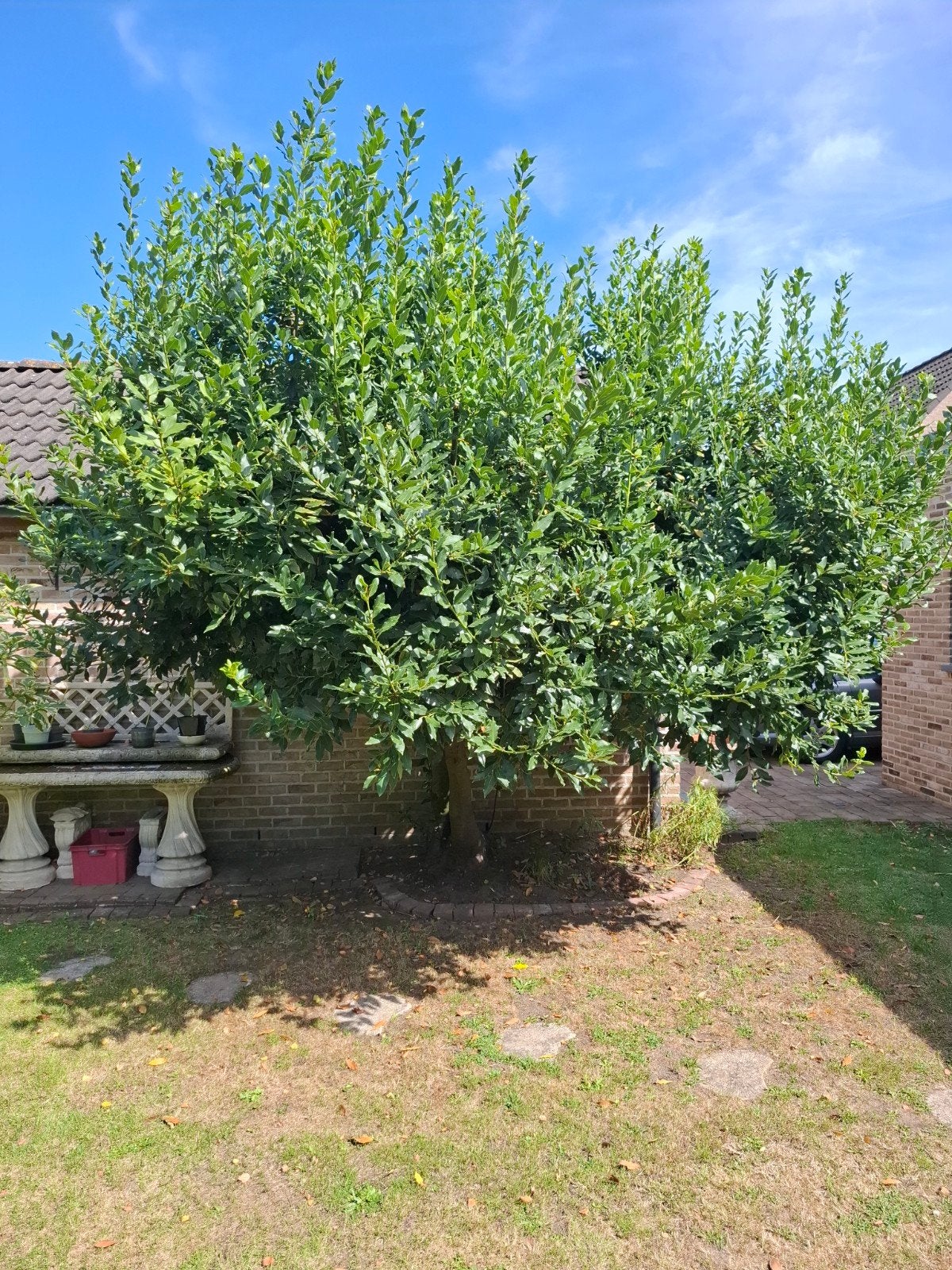 Laurierboom, Tuin en Terras, Planten | Bomen, Ophalen, Volle zon, Overige soorten, 250 tot 400 cm