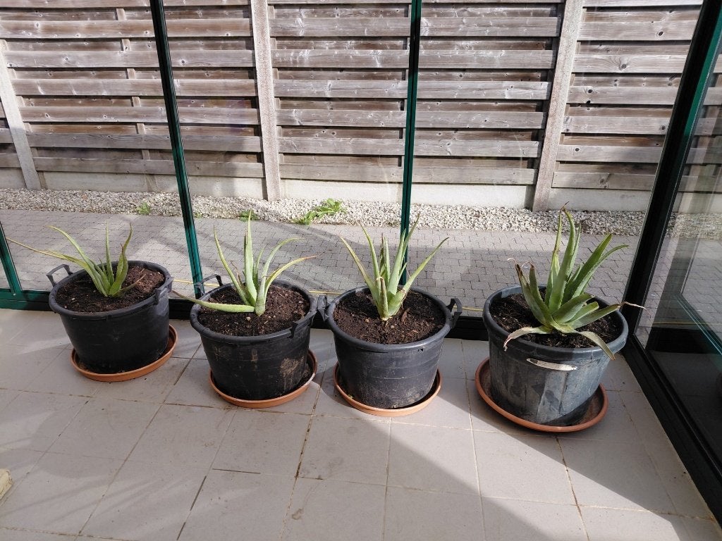 aloevera in groot pot, Huis en Inrichting, Ophalen, Vetplant, In pot, Minder dan 100 cm