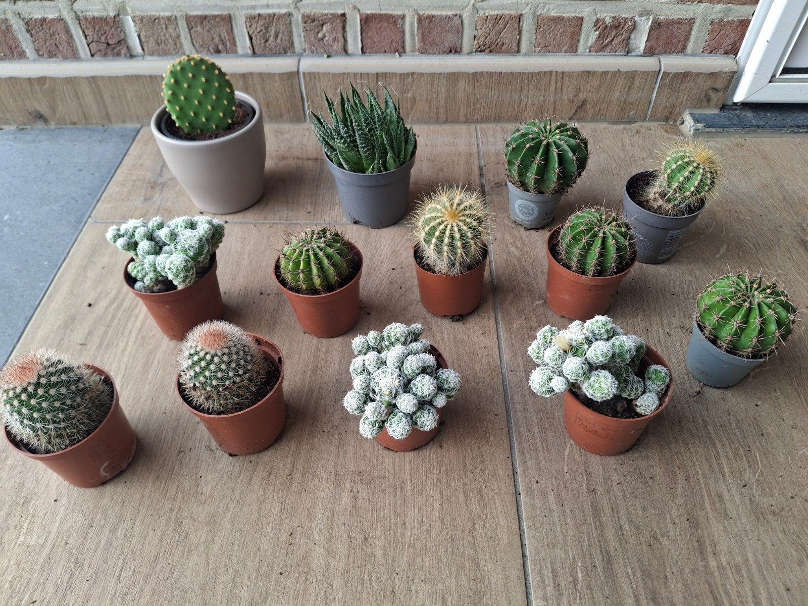 Cactus, Maison & Meubles, Enlèvement, Cactus