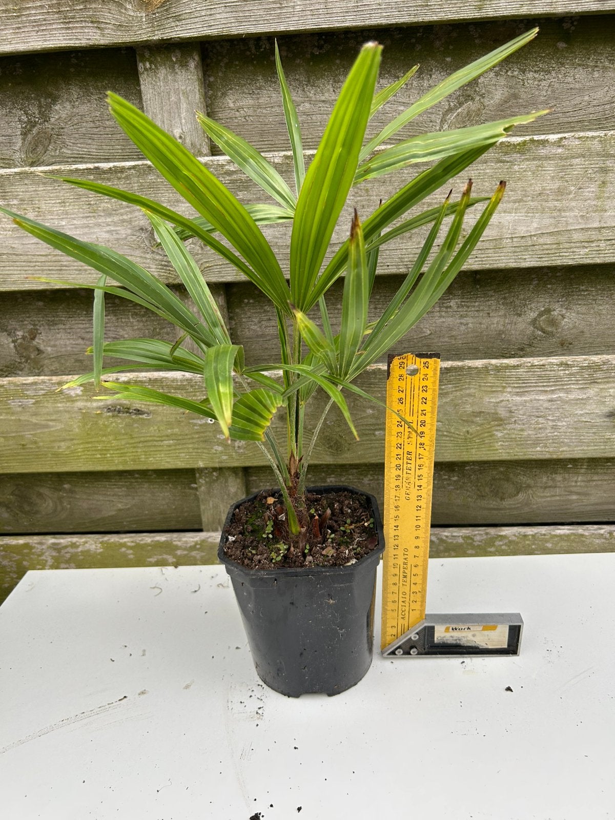 Plantes de Trachycarpus Fortunei - 4 ans, Plein soleil, Été, Plante fixe, Enlèvement ou Envoi