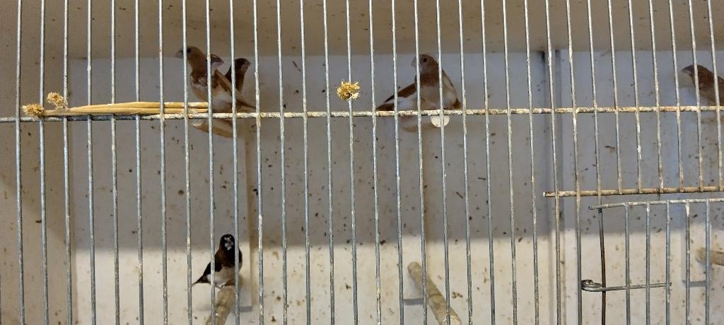 Japanse meeuwtjes, Plusieurs animaux, Autres espèces