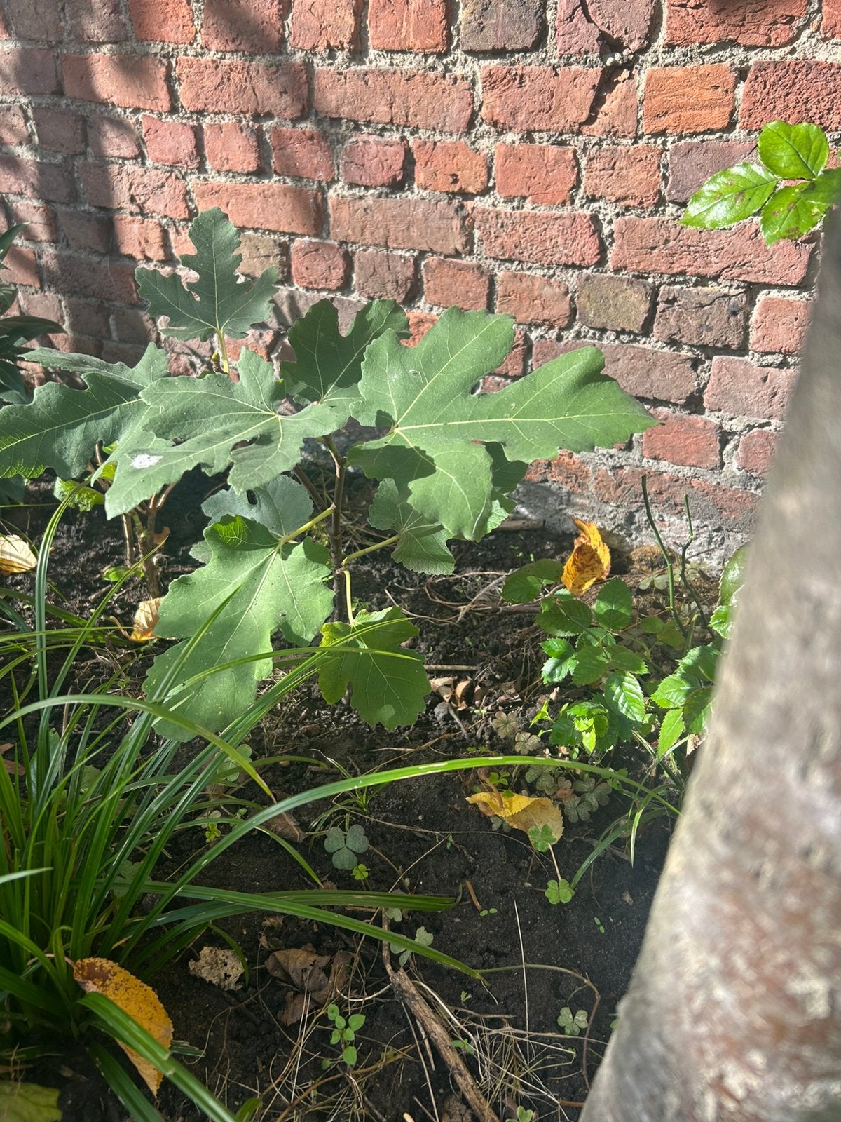 Vijgenboom, Ophalen, Vaste plant