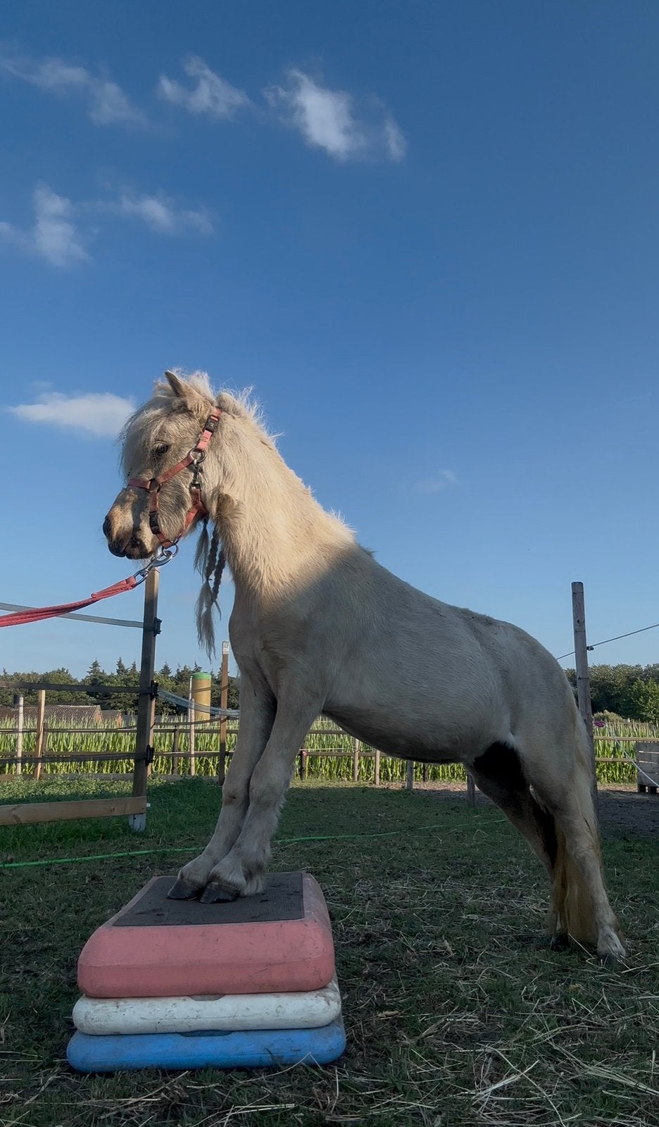 étalon miniature le plus doux, Animaux & Accessoires, Vermifugé, Moins de 160 cm, 0 à 2 ans, Cheval de récréation