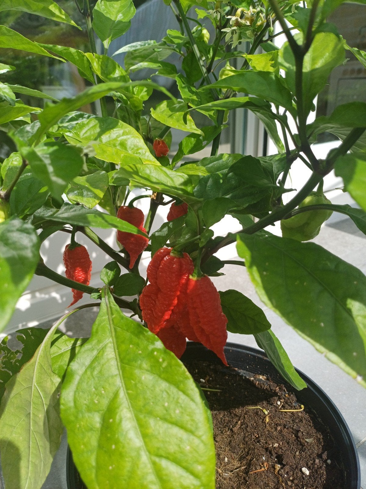 🌶 Verse pepers; Carolina Reeper pepers 🌶, Tuin en Terras, Ophalen
