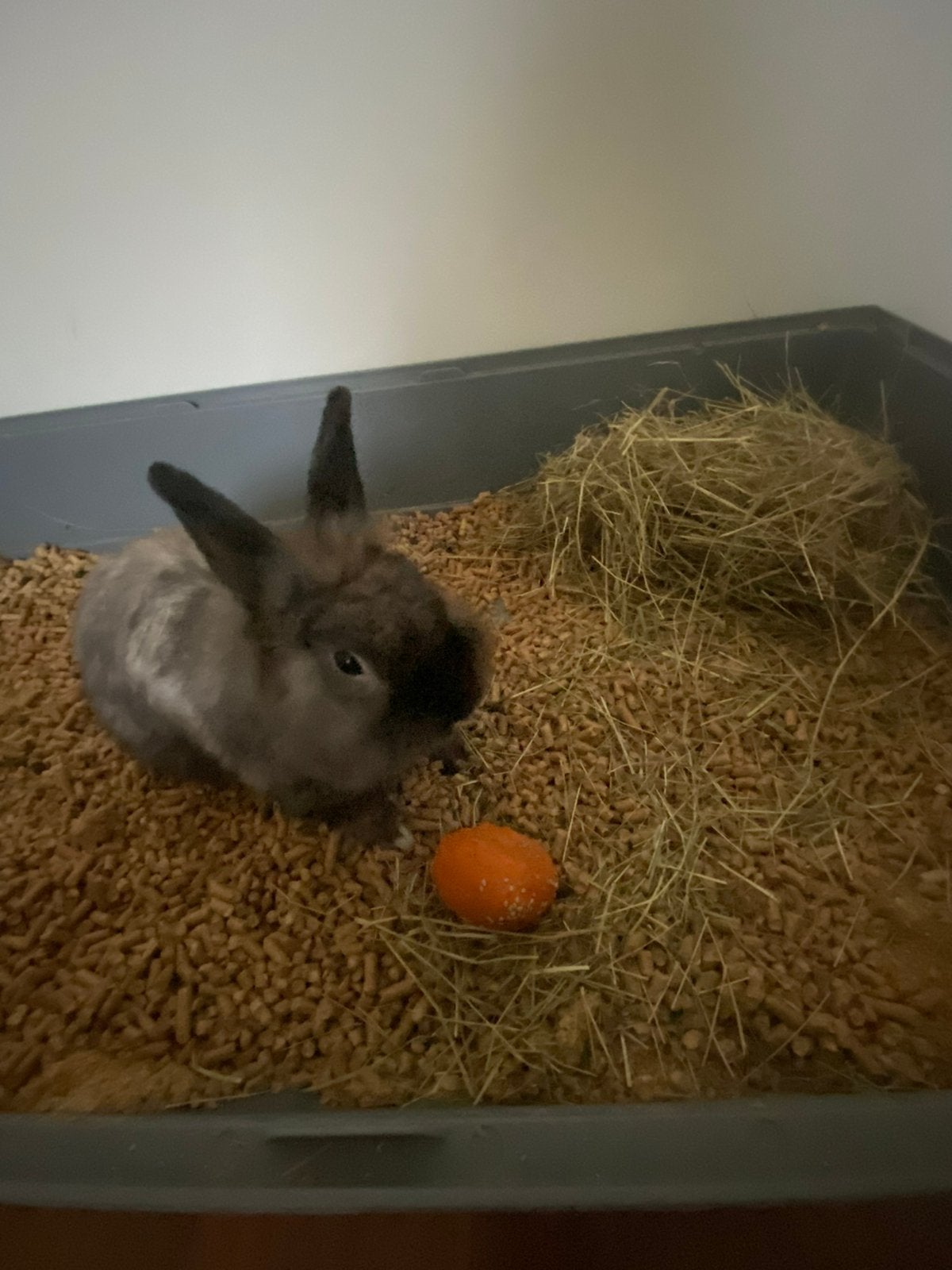 Dwergkonijn, Dieren en Toebehoren