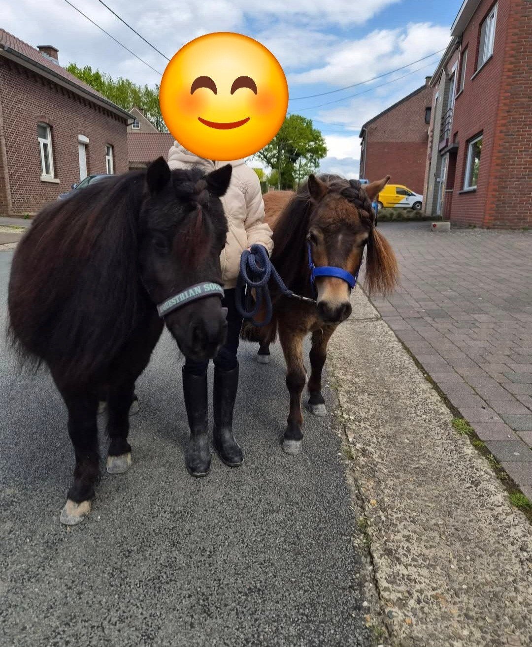 een leuke ervaring met onze 2 shetlanders, Animaux & Accessoires, Poney de récréation, Poney A (jusqu'à 1.17 m), Ne s'applique pas