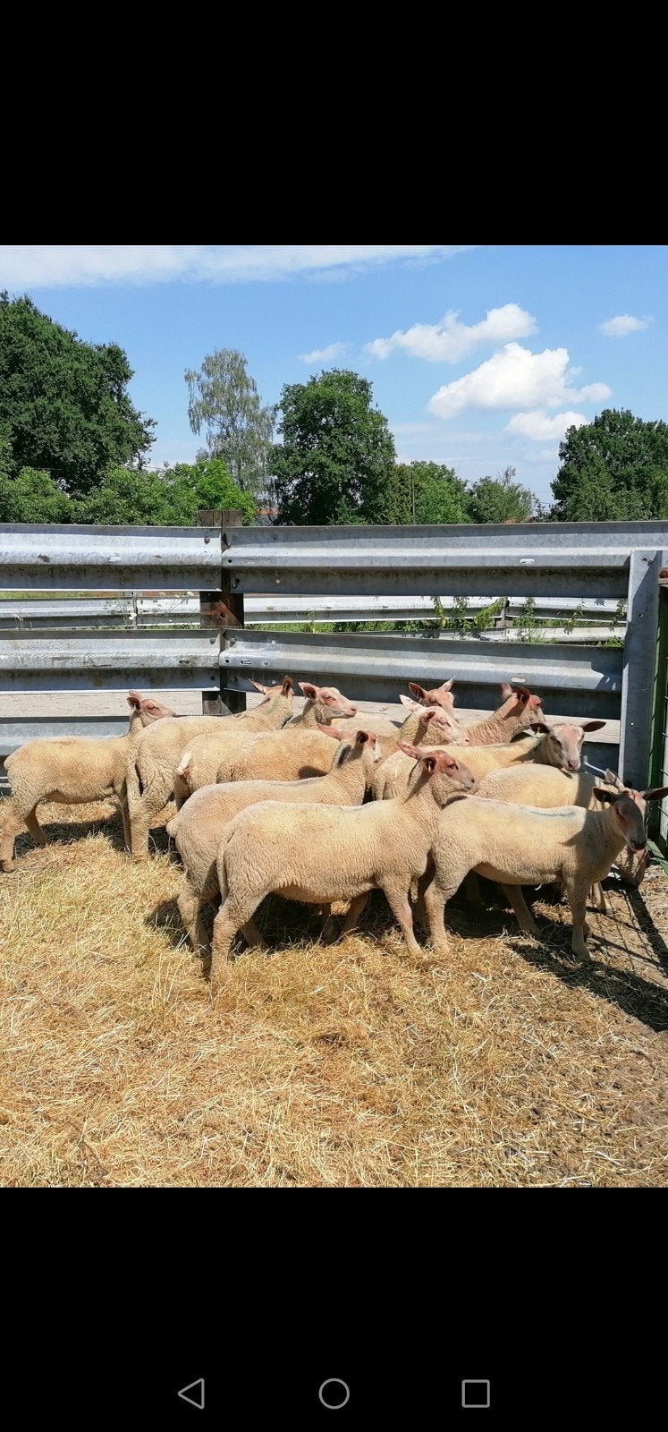 charollais ram en ooilammeren, Dieren en Toebehoren, Meerdere dieren, Schaap, 0 tot 2 jaar