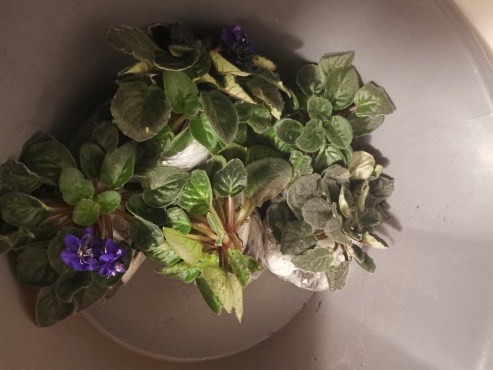 Plantenliefhebber, Ophalen