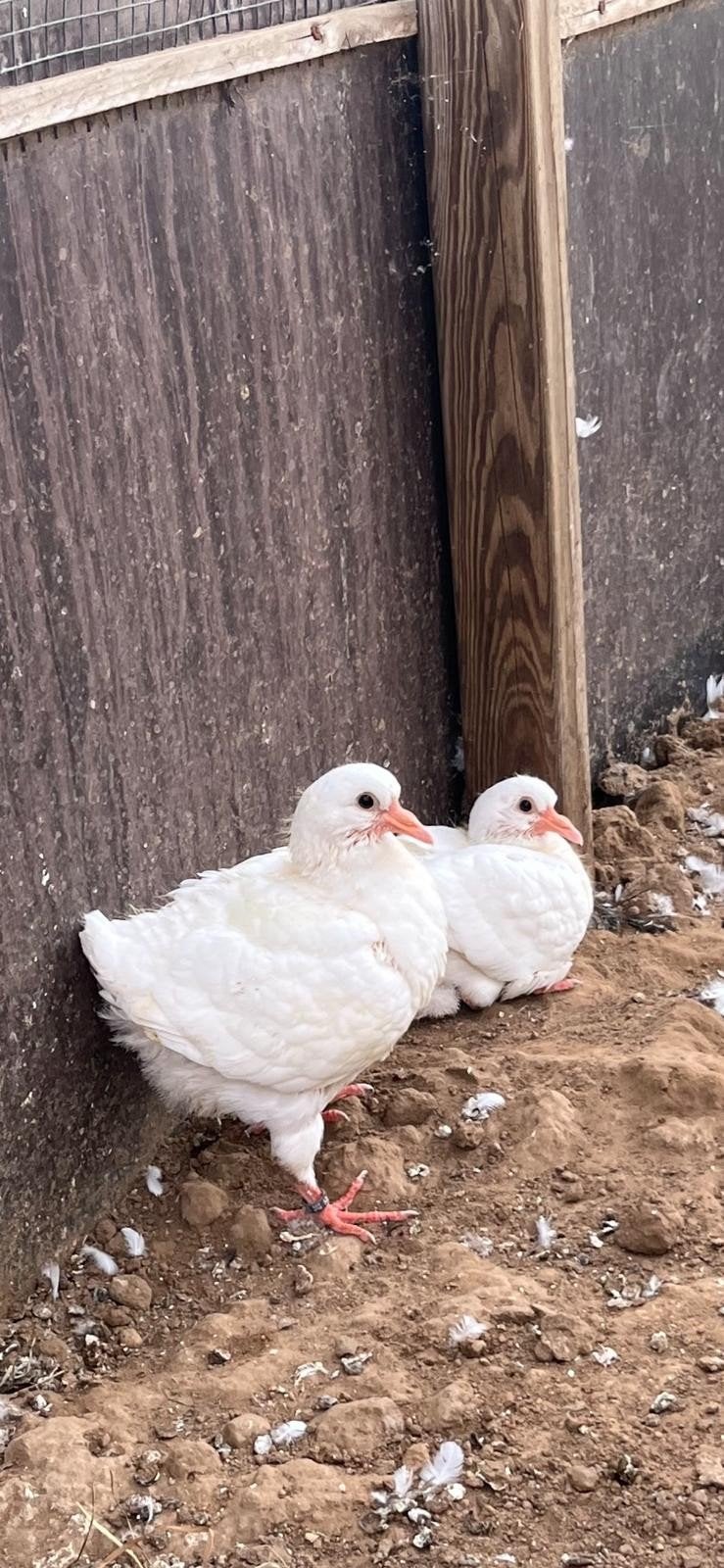 Witte kingduiven, Dieren en Toebehoren