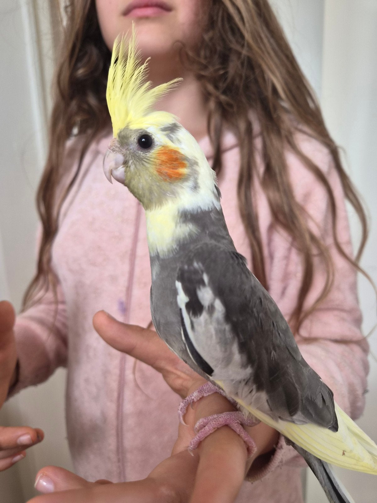 Jonge valkparkieten te koop, Dieren en Toebehoren, Vogels | Parkieten en Papegaaien, Geslacht onbekend, Parkiet
