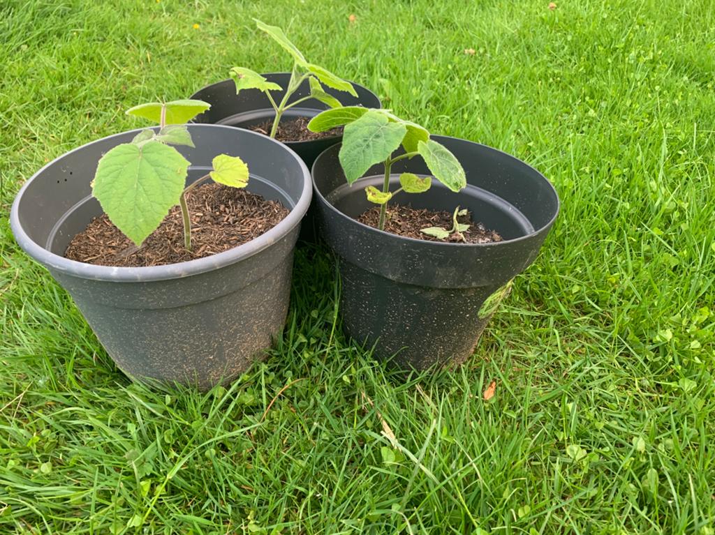 Paulownia Shan Tong, Tuin en Terras, Planten | Tuinplanten, Ophalen