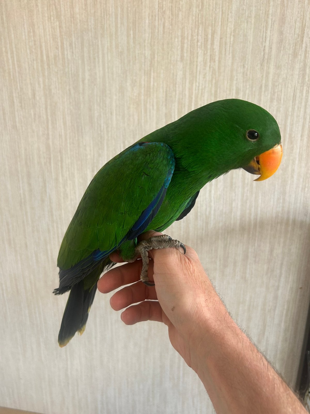 Edelpapaai man, Dieren en Toebehoren, Vogels | Parkieten en Papegaaien, Geringd