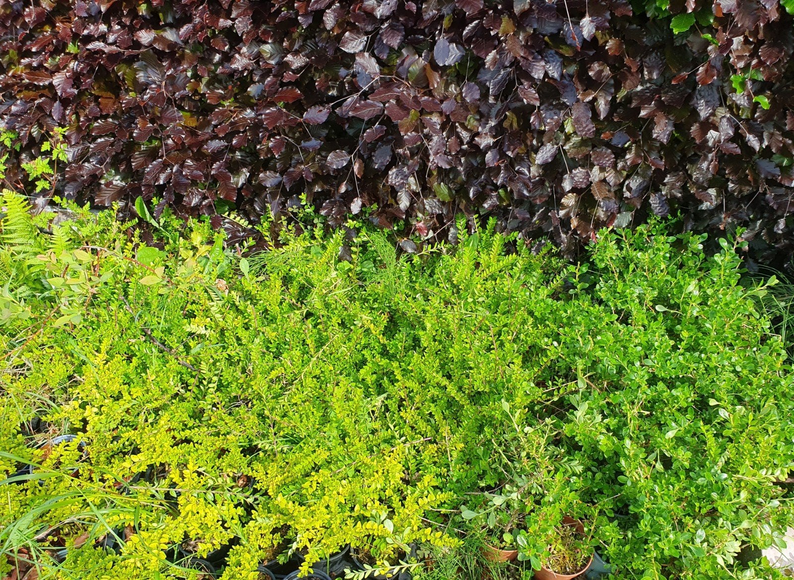 Lonicera's en berberis, Tuin en Terras, Ophalen