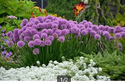 Allium millenium of sierui, Ophalen, Zomer, Vaste plant, Volle zon