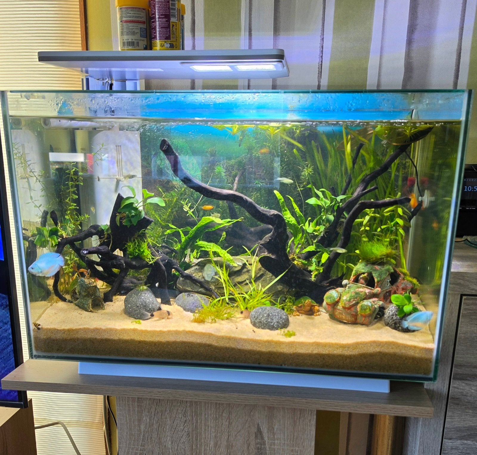 superfish quadro 70 pr wit, Dieren en Toebehoren, Ophalen, Leeg aquarium, Superfish