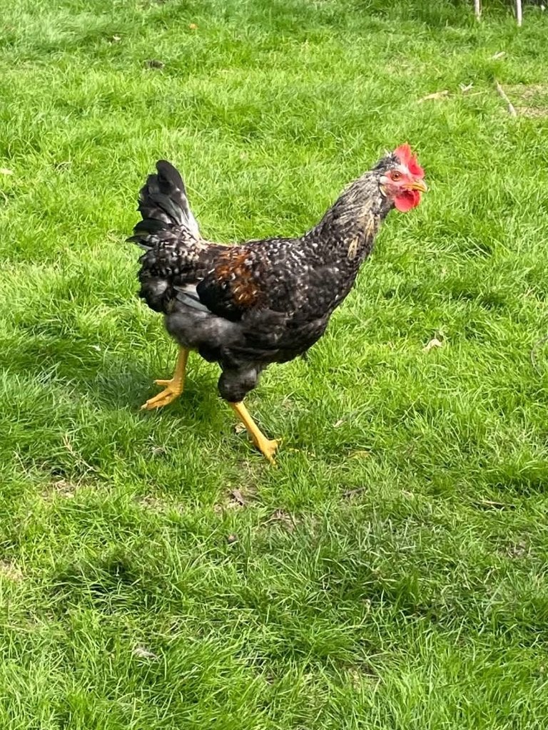 Haan zoekt tuintje, Mâle, Poule ou poulet