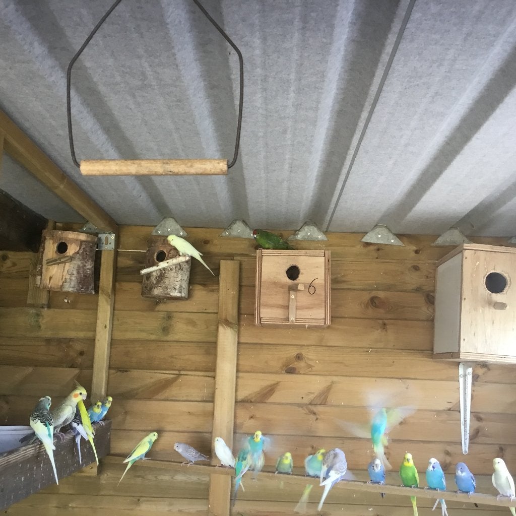 Grasparkieten, Dieren en Toebehoren, Vogels | Parkieten en Papegaaien