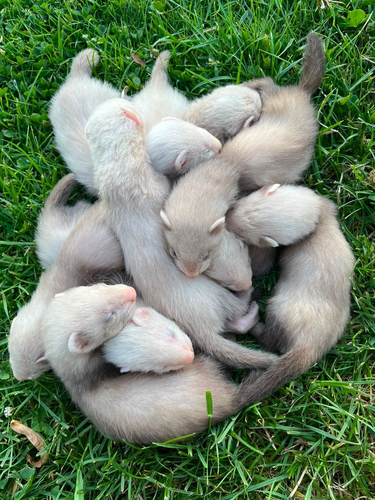 Fretjes, Mai, Plusieurs animaux