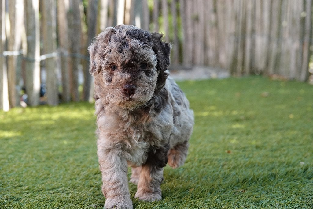 Magnifiques chiots Maltipoo (Choco merle et noir), Maladie de Carré (chiens), Autres races, Plusieurs, Belgique