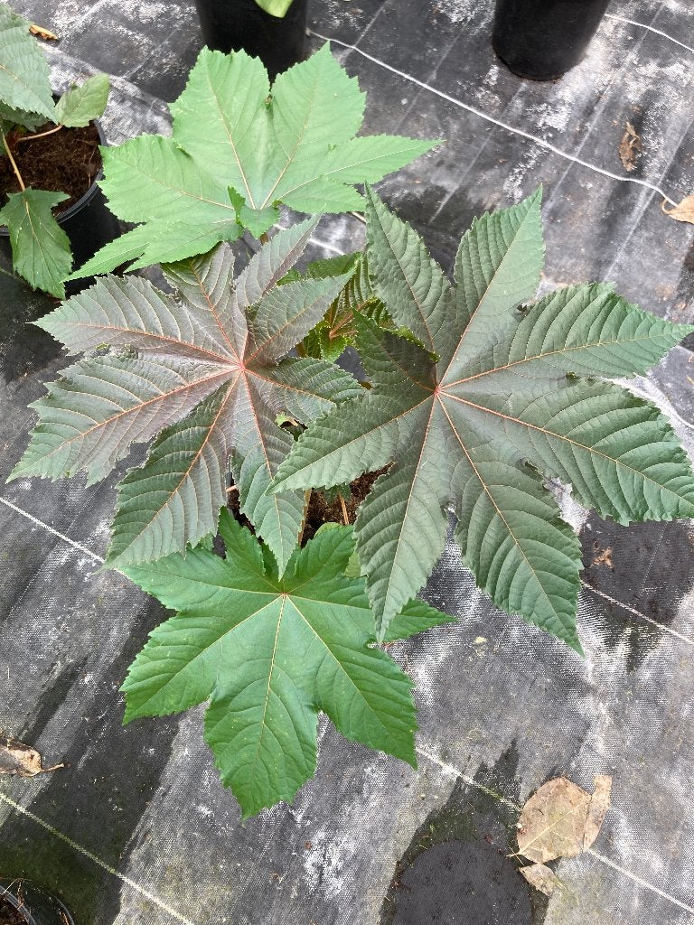 Ricinus Wonderboom, Volle zon, Eenjarig, Zomer, Ophalen