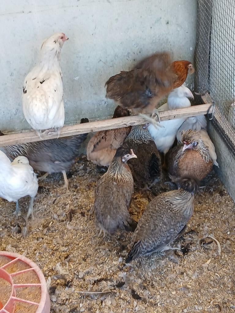 Cream legbar en araucana ( leggen groenblauwe eieren), Meerdere dieren, Kip