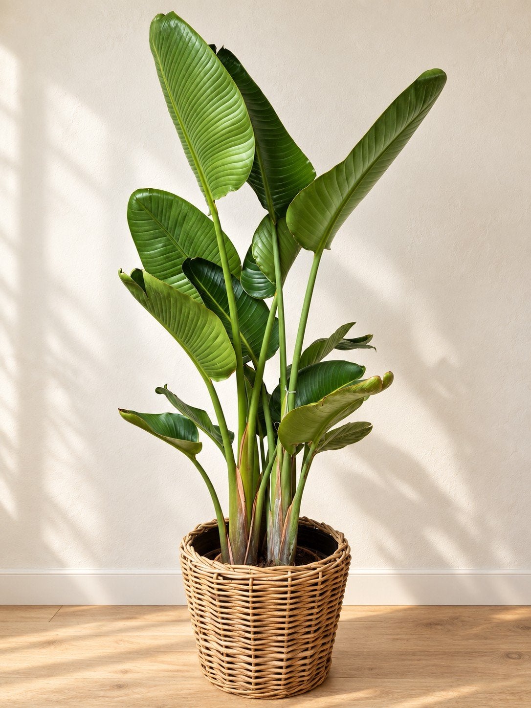 Kamerplant Strelitzia Augusta, Enlèvement