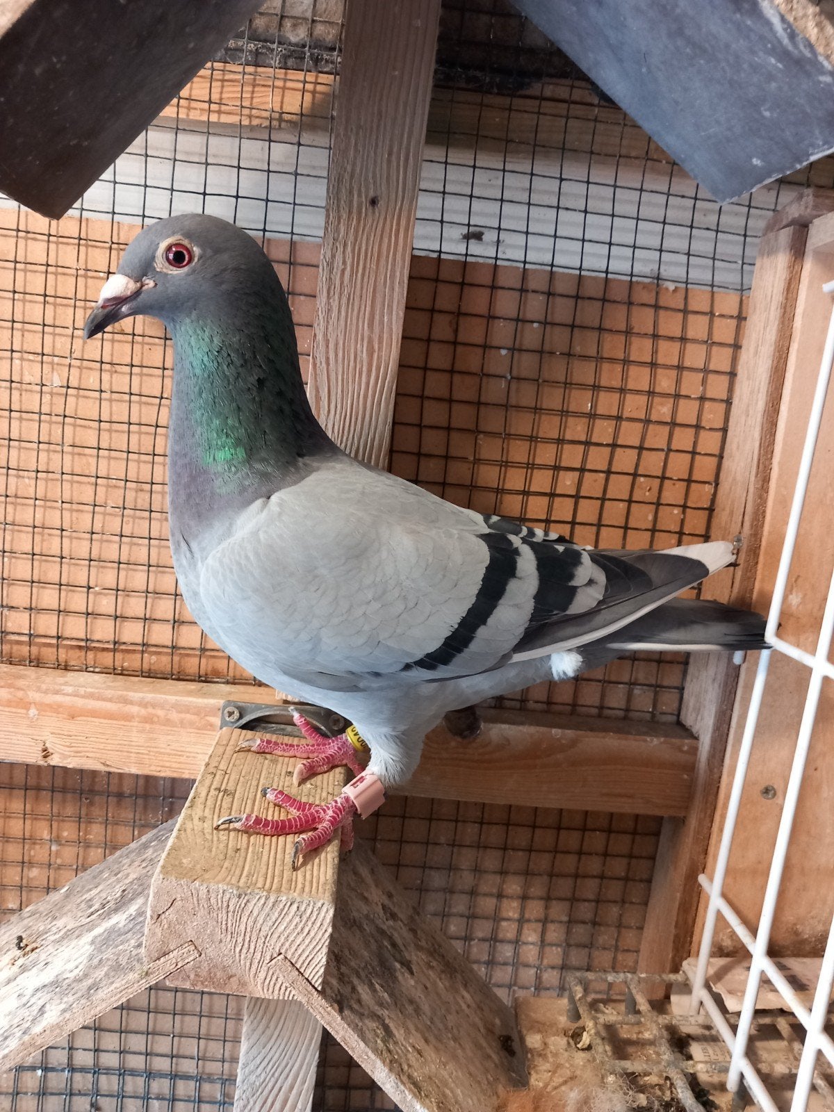 Pigeon Voyageur, Femelle, Pigeon voyageur