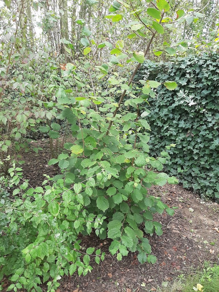 Gratis boompjes/struiken, Tuin en Terras, Ophalen, Halfschaduw, Overige soorten, 250 tot 400 cm