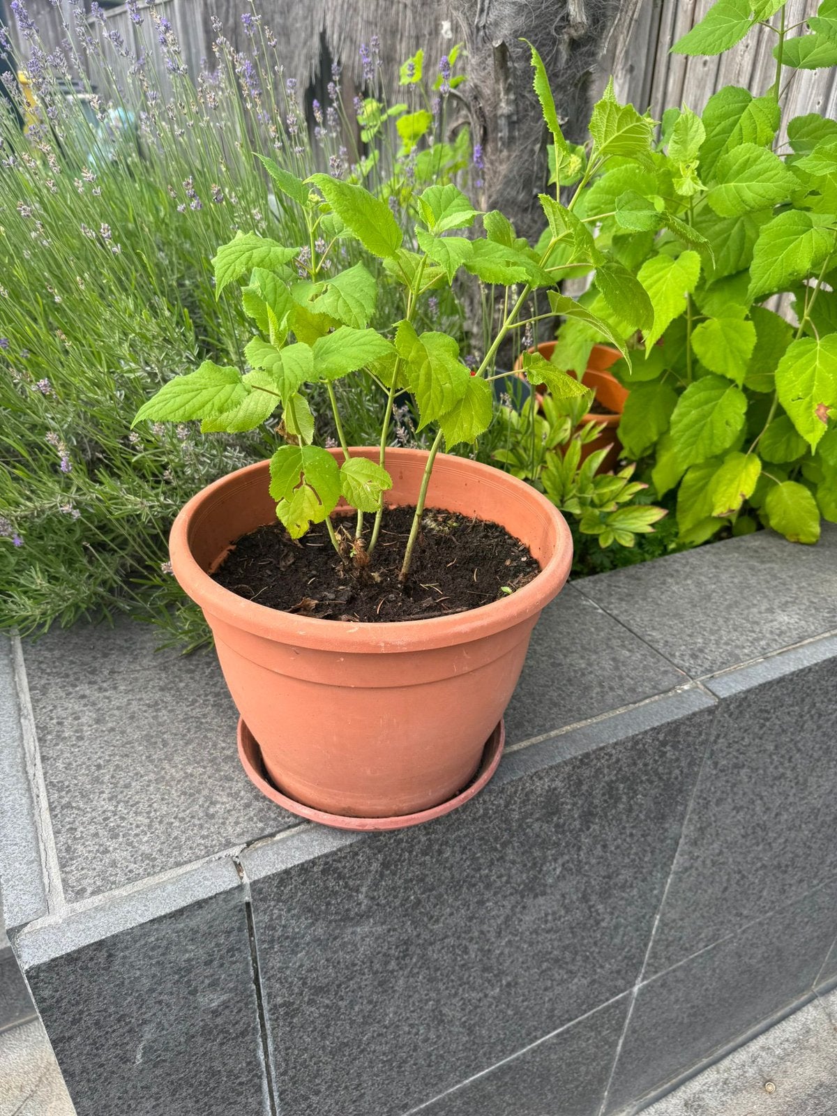 2 x annabelle hortensia, Ophalen