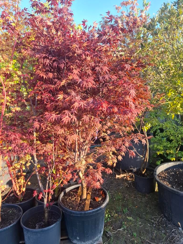 Acer, Tuin en Terras, Ophalen