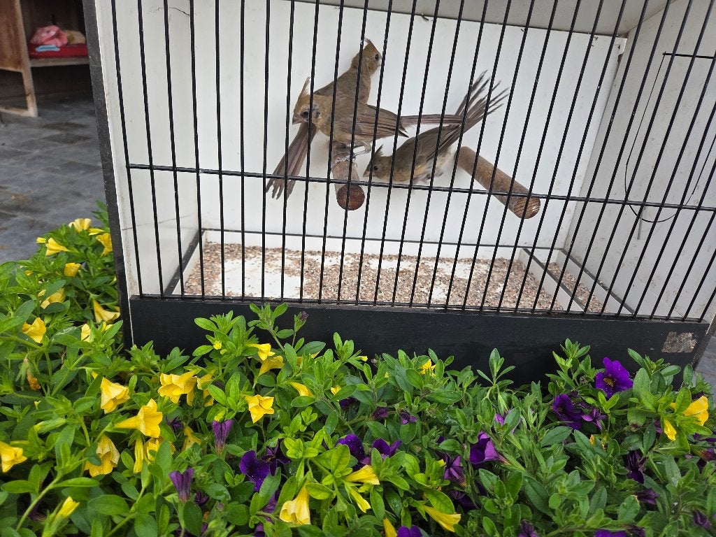 Rode kardinaal pop te koop, Plusieurs animaux, Oiseau tropical, Bagué
