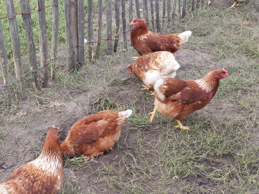 Legkippen  isa brown, Dieren en Toebehoren, Pluimvee