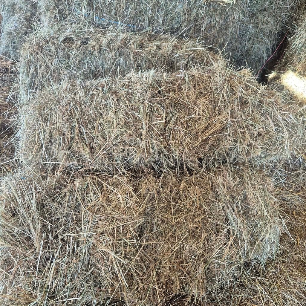 Foin excellente qualité, Enlèvement, Bétail