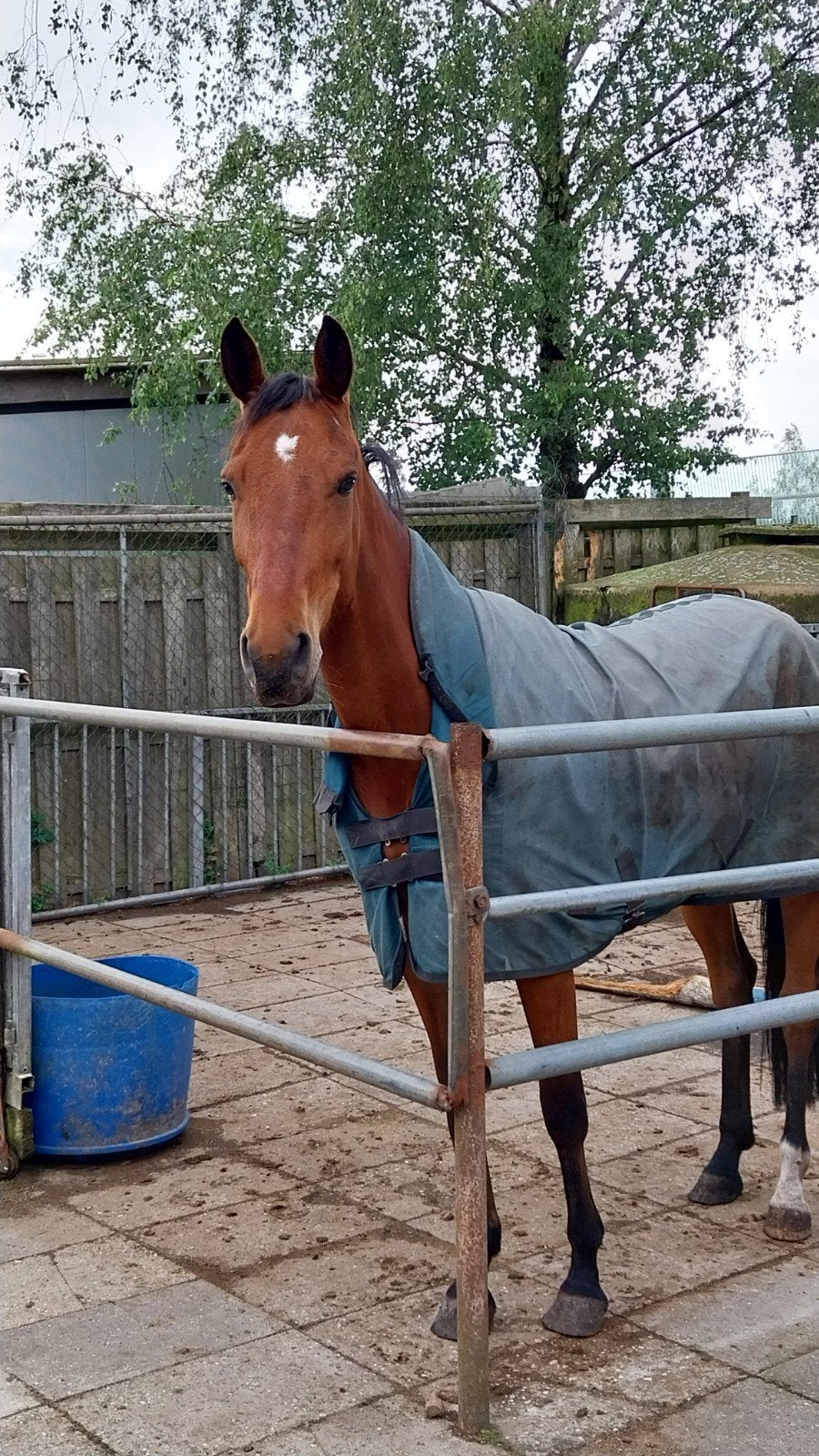 5jarige merrie, Dieren en Toebehoren, Merrie, B, 3 tot 6 jaar, Gechipt