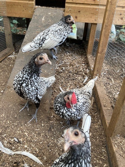 Sebright zilverzwart gezoomd, Animaux & Accessoires, Plusieurs animaux, Poule ou poulet