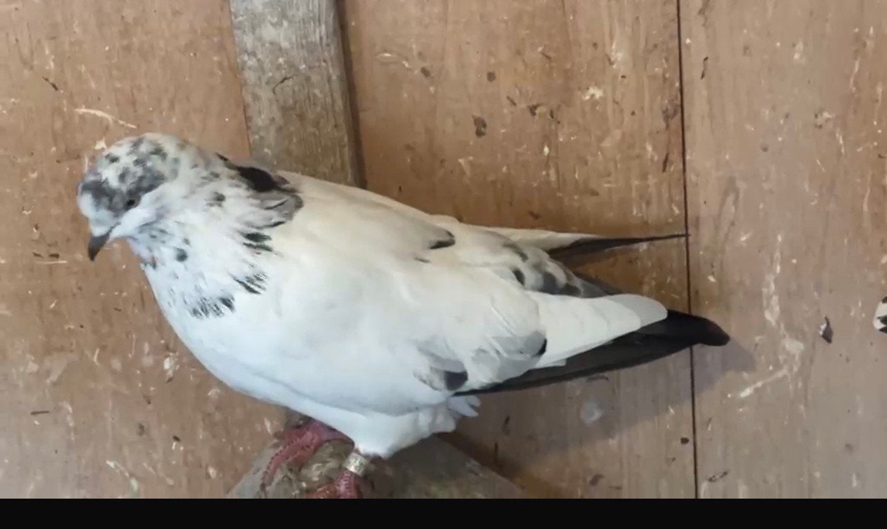 Iraanse duiven, Dieren en Toebehoren