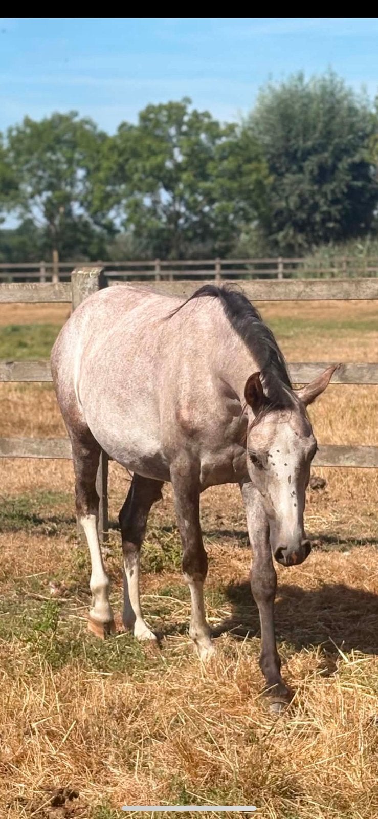 Mooie 3y pony