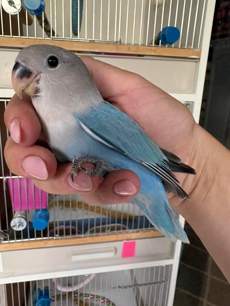 Handtamme dwergpapegaai, Animaux & Accessoires, Oiseaux | Perruches & Perroquets, Perroquet nain ou Inséparable, Domestique