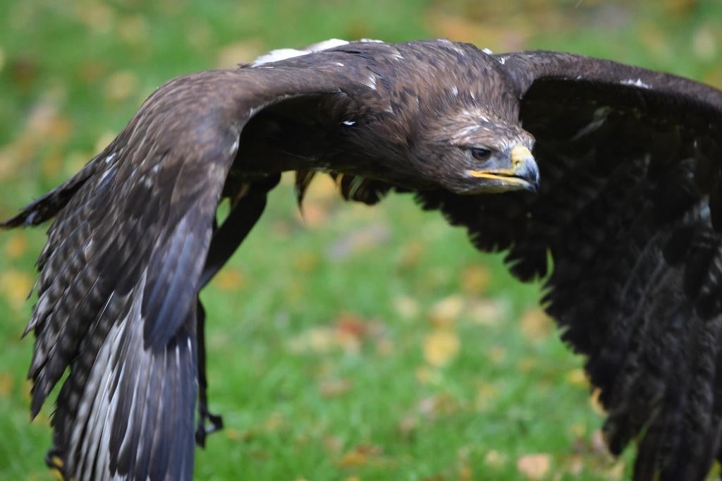 🦅 Stage de fauconnerie – Expérience unique avec rapace 🦅, Ophalen, Nieuw
